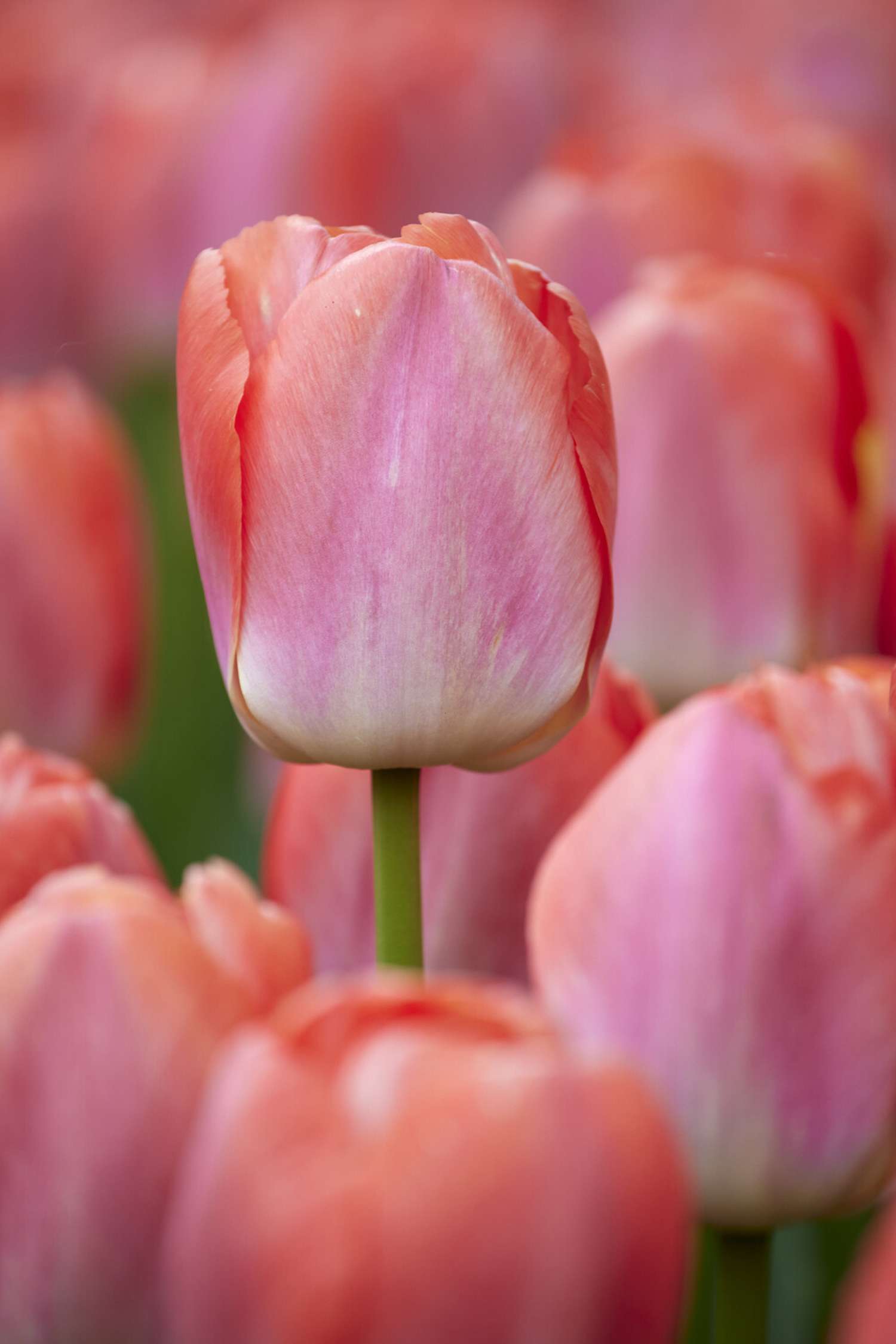 Tulppaani 'Pink Pride'